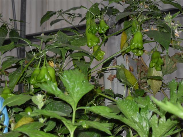 bell peppers (Small).jpg