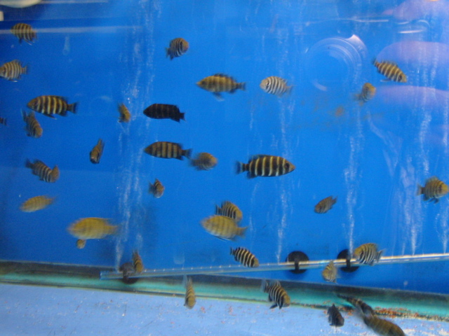 That Buttikoferi.jpg