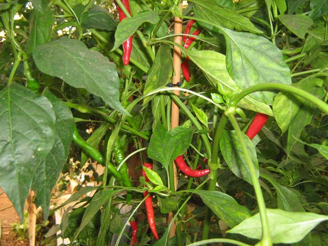 hot chillies.jpg