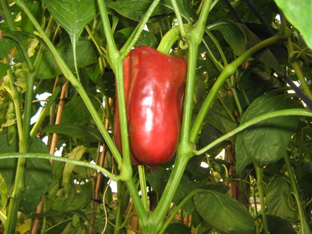 capsicum.jpg