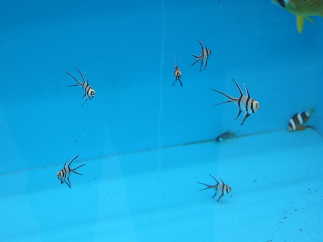 That Spaceship Fish.jpg