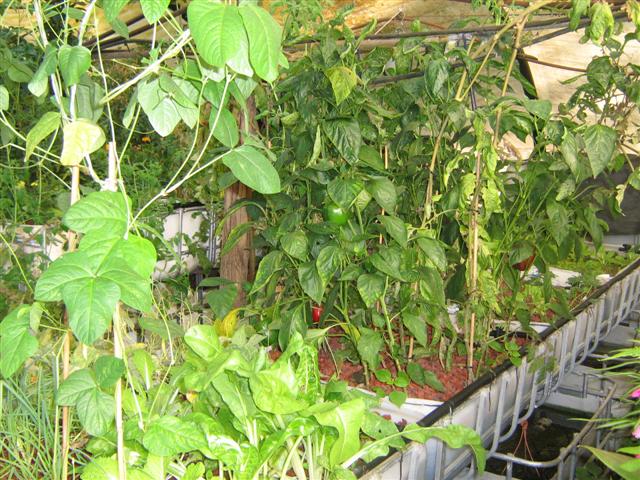 Our Aquaponics System 059 (Small).jpg