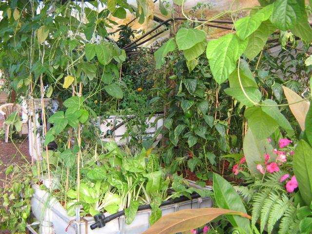 Our Aquaponics System 22.03.10.jpg