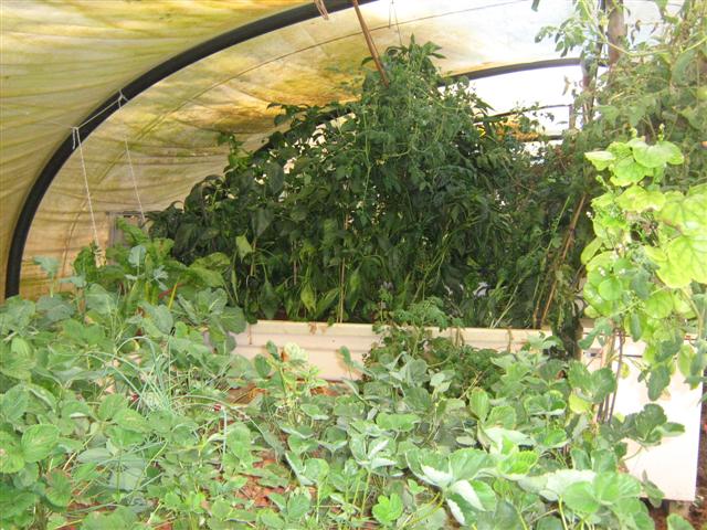 Our Aquaponics System 22 March 2010.jpg