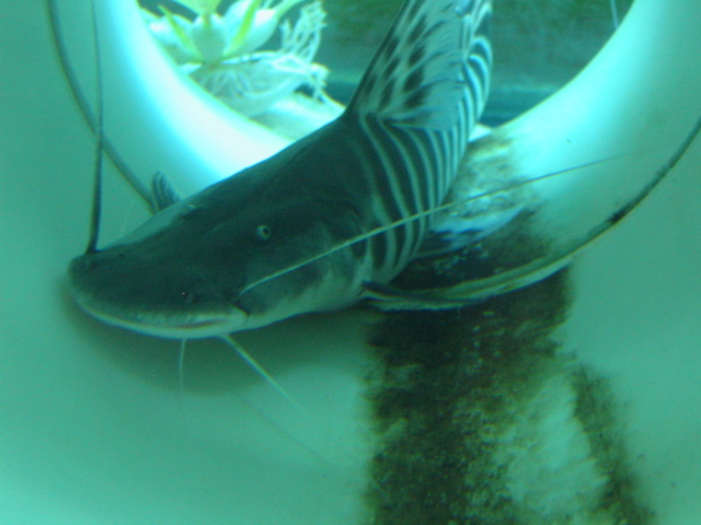 That Funny Catfish.jpg