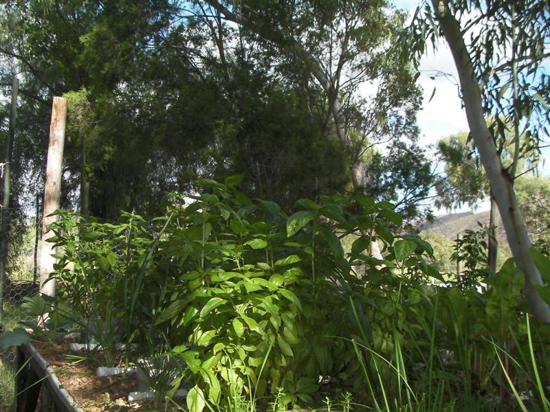 AP 24 March 2010 014 (Medium).jpg