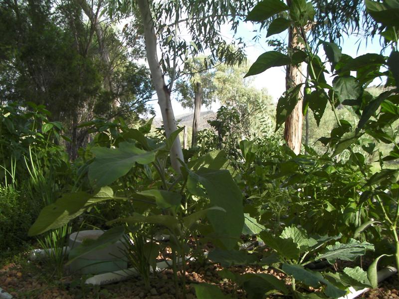 AP 24 March 2010 013 (Medium).jpg