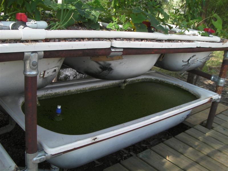 AP 24 March 2010 004 (Medium).jpg