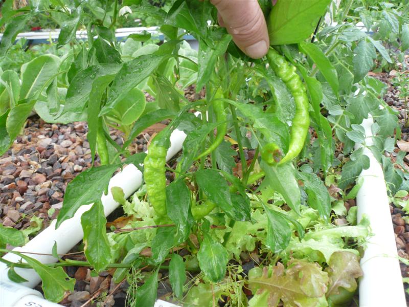 AP chillies 063 (Medium).jpg