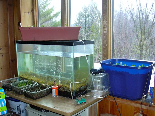 20 gallon tank.jpg