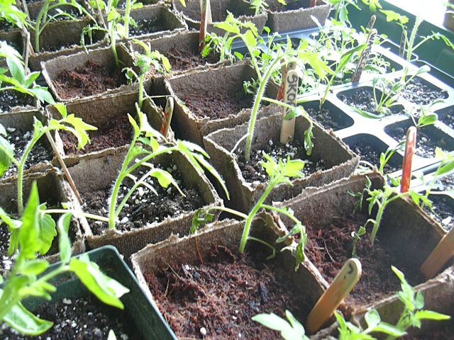 Droopy bottom leaves.jpg