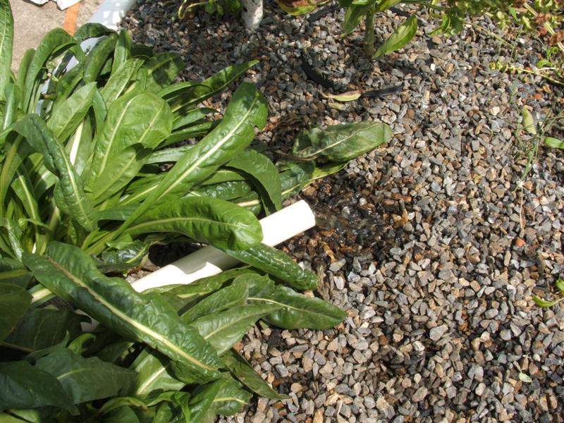 DSCF3621 (Medium).JPG