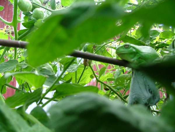 DSCF3245frogintomatoessmaller.JPG