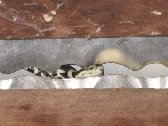 baby snake 024.JPG