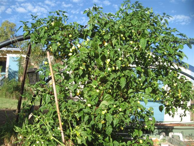 starting over....yet again 008 (Small).jpg