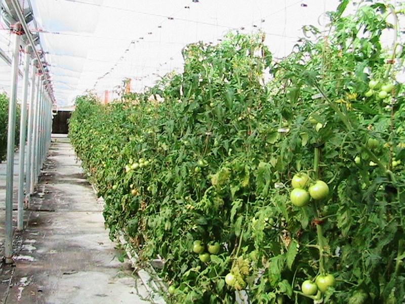 plants beefstakes low res.jpg