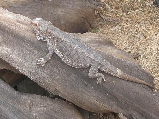bearded dragon.JPG