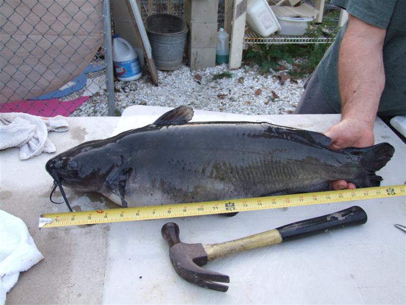 Two foot (Medium).JPG