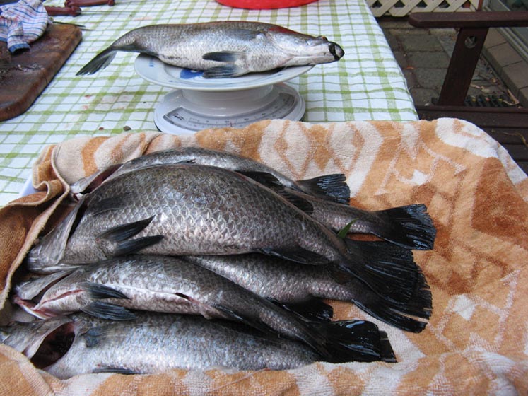 barramundi April 2010.JPG