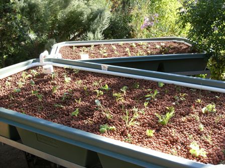 aquaponics 026small.jpg