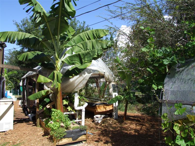 Nov AP Banana (Medium).JPG