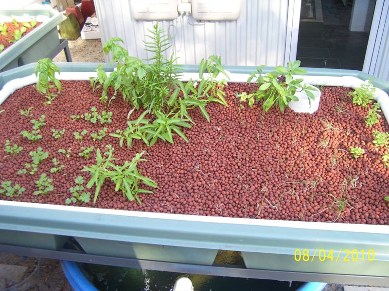 Orchard-Feb-2010 004.jpg