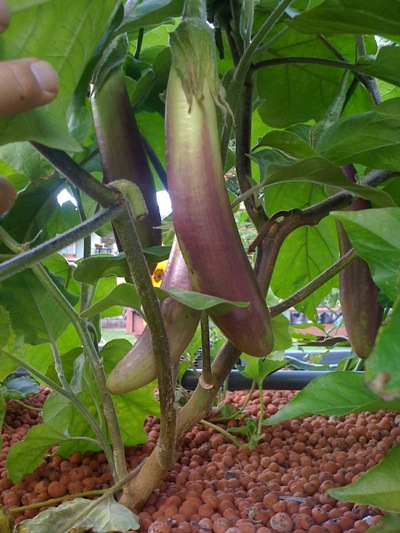 eggplant.jpg