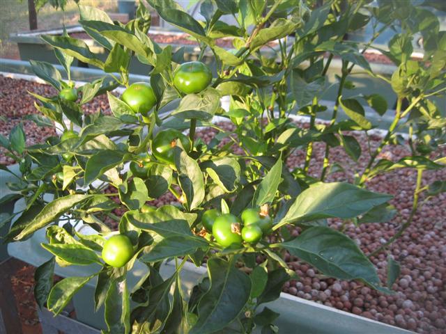 chilli's 001 (Small) (2).jpg