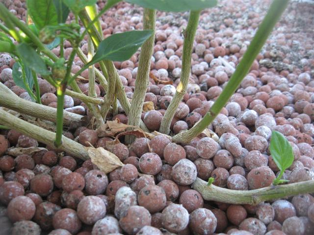 chilli's 002 (Small).jpg