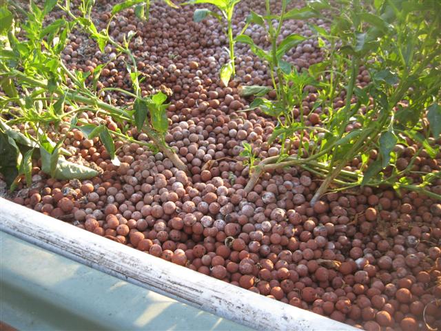 chilli's 004 (Small).jpg