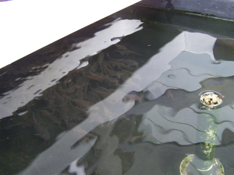 100_4533 (Medium).JPG