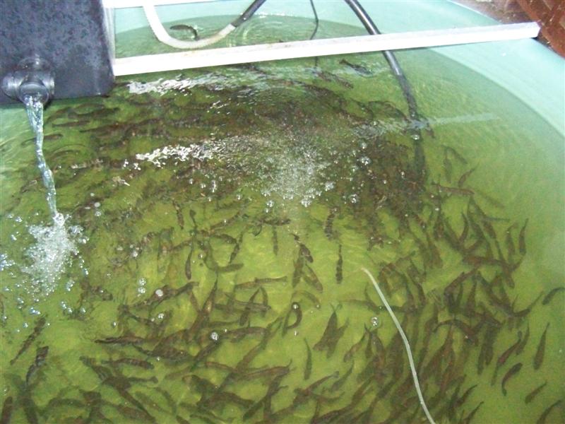 100_4539 (Medium).JPG