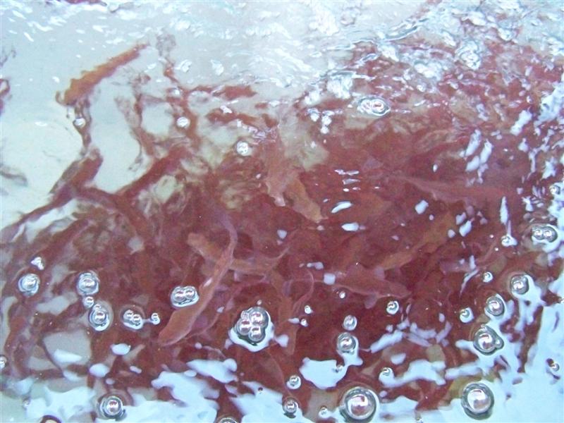 100_4535 (Medium).JPG