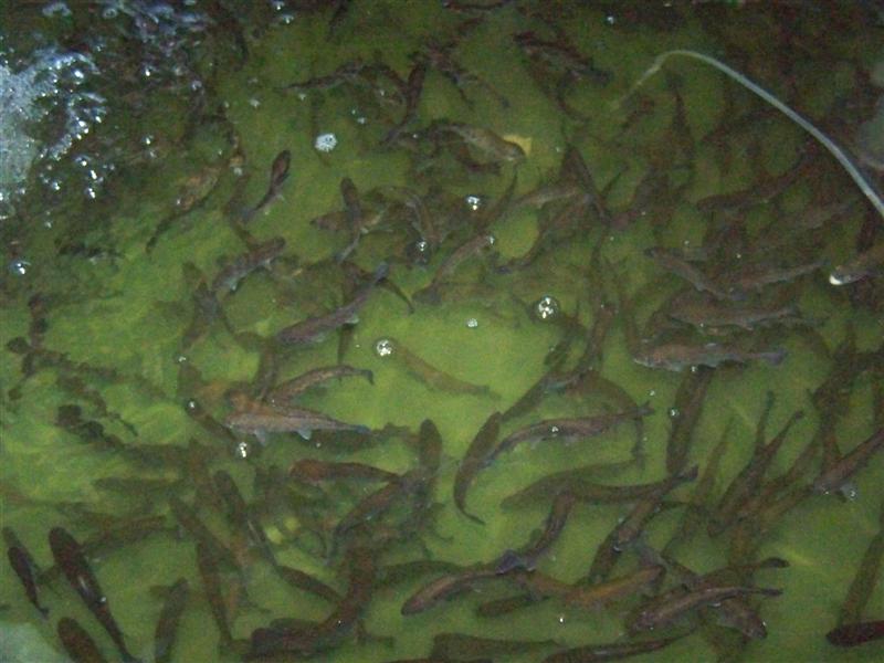 100_4537 (Medium).JPG