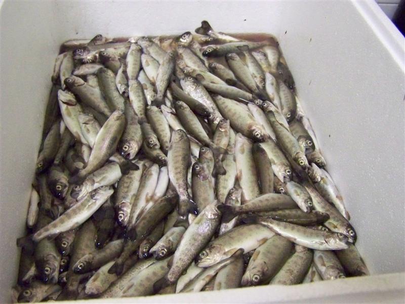 100_4540 (Medium).JPG