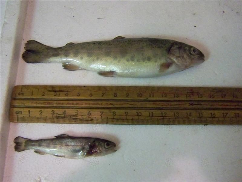 100_4541 (Medium).JPG