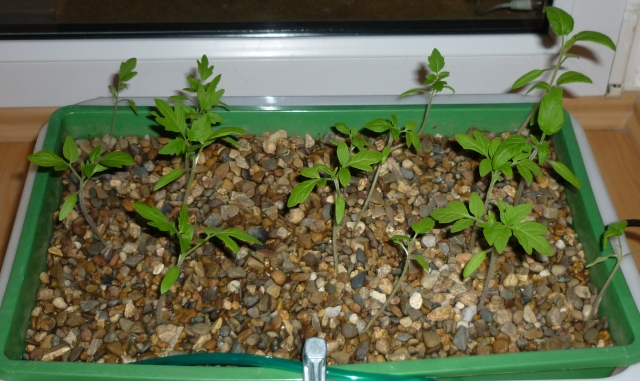 tomaten_20100413.jpg