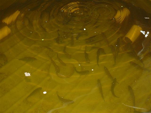 aquaplonic april 2010 006 (Small).jpg