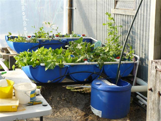 aquaplonic april 2010 002 (Small).jpg