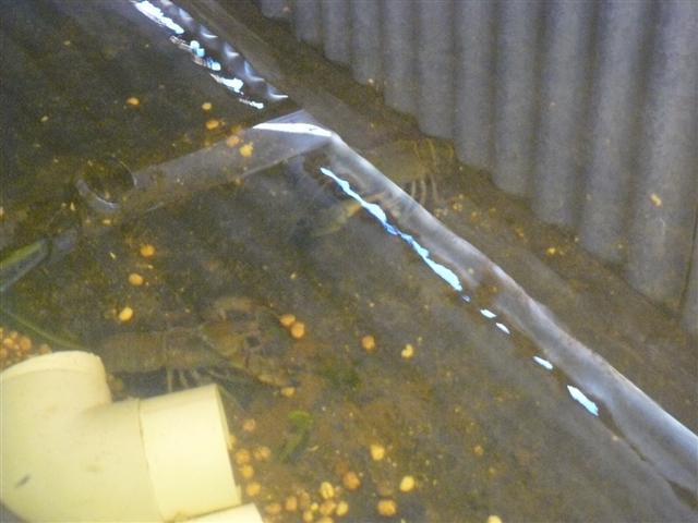 aquaplonic april 2010 005 (Small).jpg