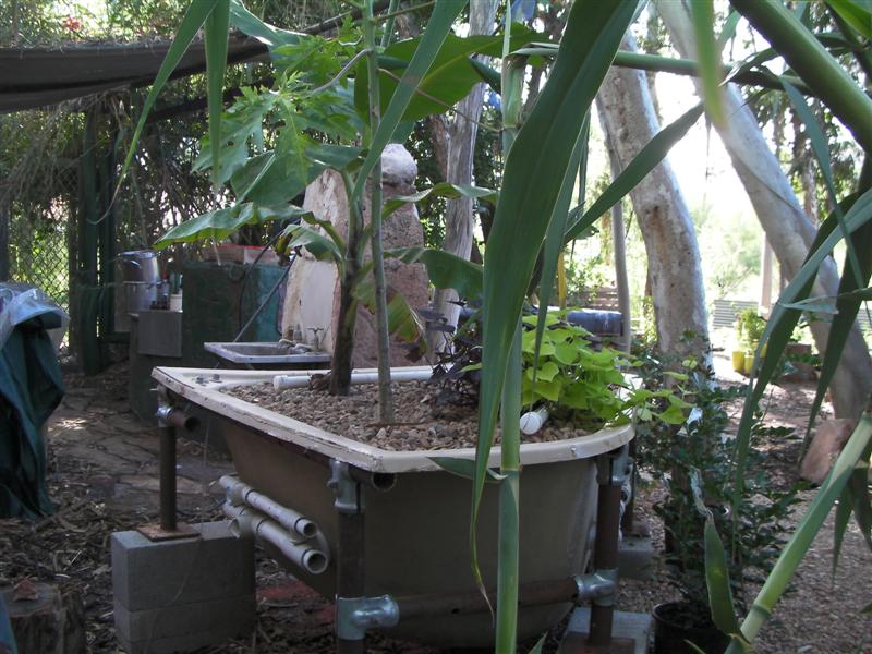 Banana spa (Medium).JPG