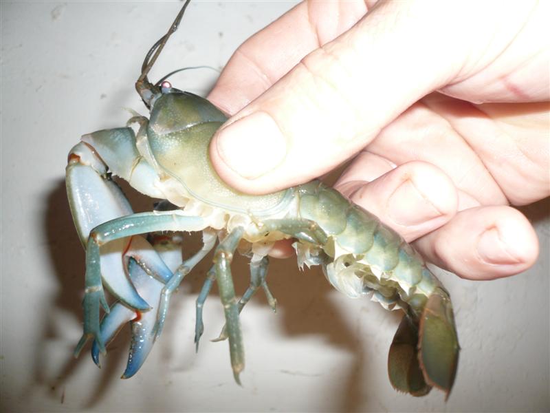 Yabbie 13 April (Medium).jpg