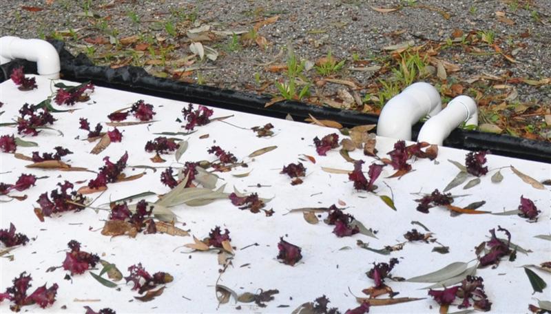 DSC_0060111 (Medium).jpg