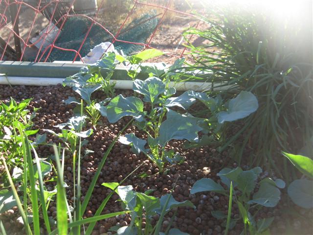 chilli's 008 (Small).jpg