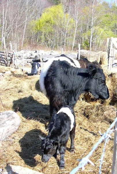 Anna & Bull calf.jpg