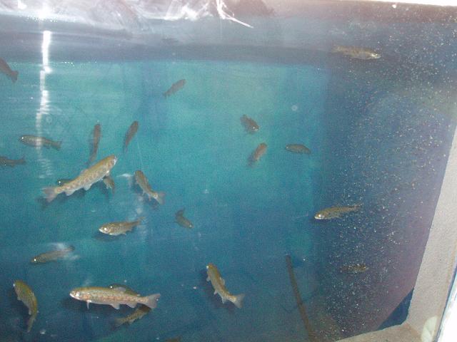 pond and stuff 043SML.jpg