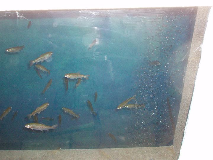 pond and stuff 040sml.jpg