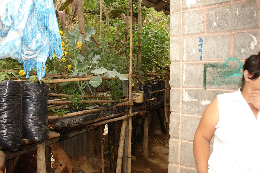 flowers and veggies.JPG