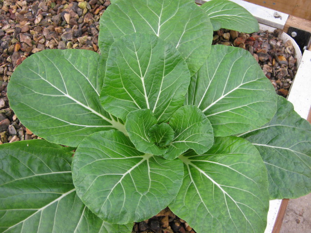 Garden 18.04.10 001.jpg