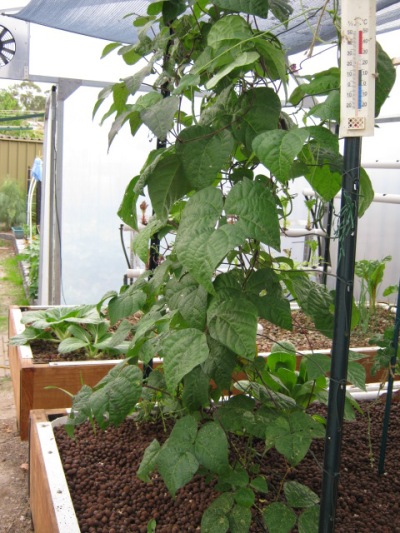 aquaponic beans.jpg